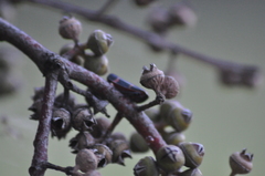 Eurymeloides pulchra