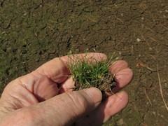 Eleocharis parvula