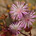 Drosanthemum parvifolium - Photo 由 Nicola van Berkel 所上傳的 (c) Nicola van Berkel，保留部份權利CC BY-SA