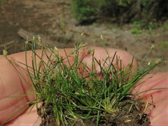 Eleocharis parvula