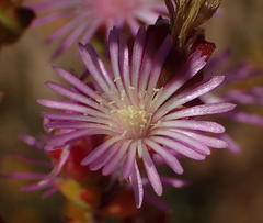 Drosanthemum parvifolium