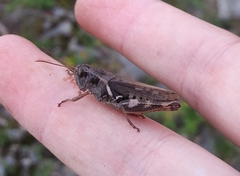 Melanoplus fasciatus