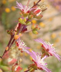 Drosanthemum parvifolium