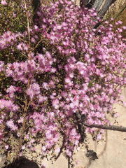 Drosanthemum parvifolium