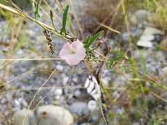 Convolvulus equitans equitans