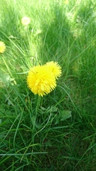 Taraxacum