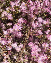 Drosanthemum parvifolium