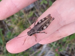 Melanoplus fasciatus