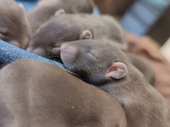 Rattus norvegicus domestica