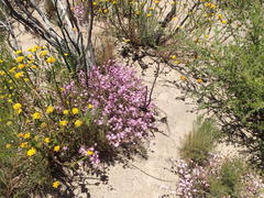 Drosanthemum parvifolium