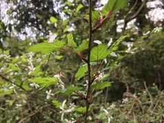 Rubus microphyllus