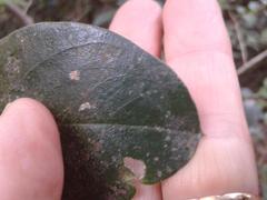 Acokanthera oppositifolia