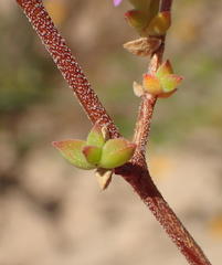 Drosanthemum parvifolium