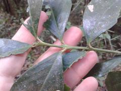 Acokanthera oppositifolia