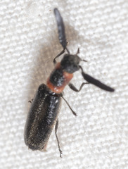 Monophylla terminata