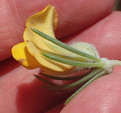 Aspalathus acanthes