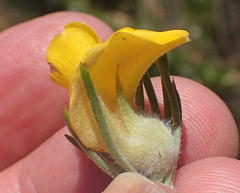 Aspalathus acanthes