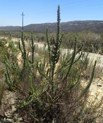 Aspalathus acanthes
