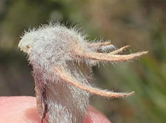 Aspalathus acanthes