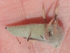 Aspalathus acanthes