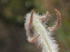 Aspalathus acanthes