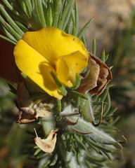Aspalathus acanthes