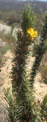 Aspalathus acanthes