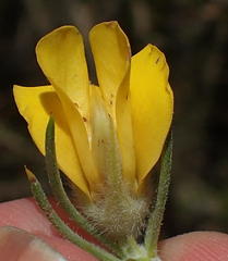 Aspalathus acanthes