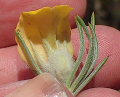 Aspalathus acanthes