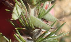 Aspalathus acanthes