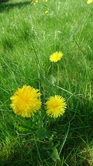 Taraxacum