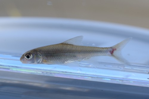 Silver chub (Macrhybopsis storeriana) — Cyprinidae — 3