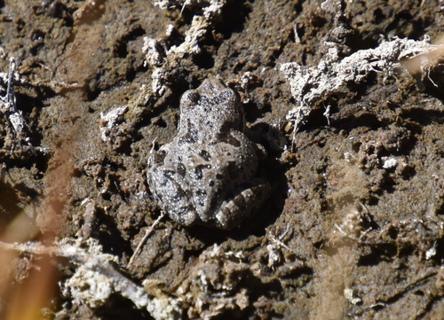 iNaturalist observation photo of Pacific chorus frog