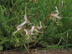 Pelargonium tragacanthoides