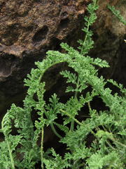 Pelargonium tragacanthoides