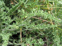 Pelargonium tragacanthoides