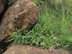 Pelargonium tragacanthoides