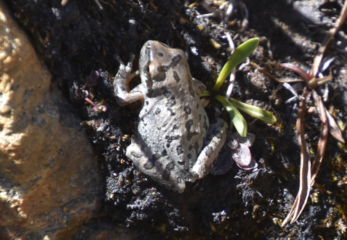 iNaturalist observation photo of Pacific chorus frog