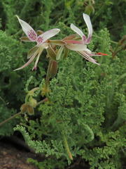 Pelargonium tragacanthoides