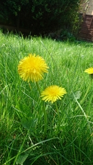 Taraxacum