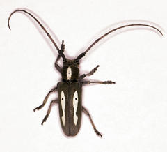 Prosopocera paykulli
