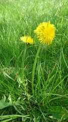Taraxacum