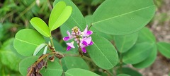 Grona heterocarpos