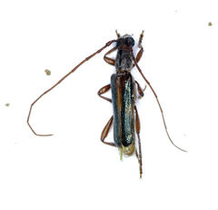 Ossibia fuscata