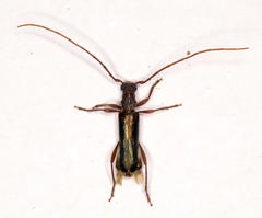Ossibia fuscata