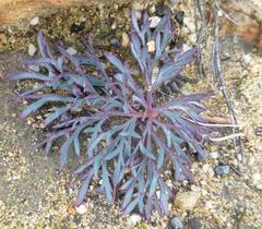 Pelargonium pillansii