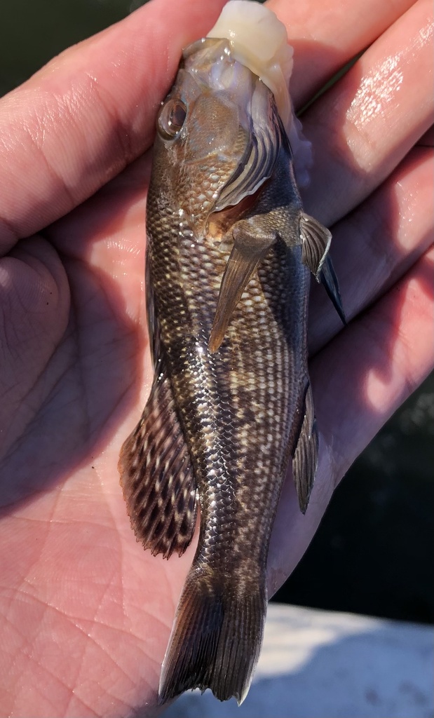 Black Sea Bass from Gateway National Recreation Area Jamaica Bay Unit