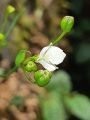 Libertia colombiana