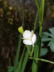 Libertia colombiana