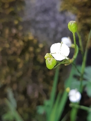 Libertia colombiana